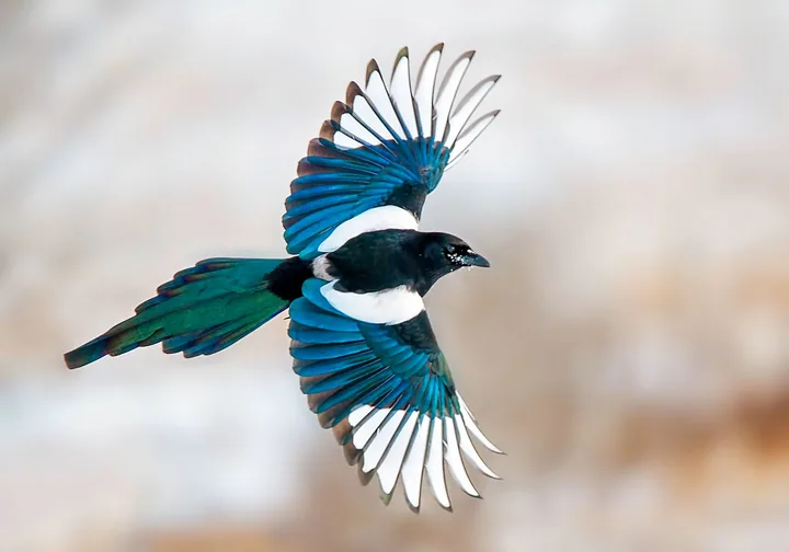 Flying magpie, the visual inspiration for MAGPAI.